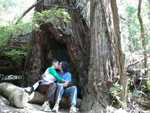 Muir Woods