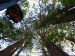 Muir Woods