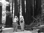 Muir Woods