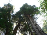 Muir Woods