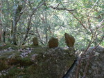 rocks balanced so long ago that moss grows