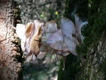 leaves pinned on a twig between two branches