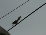 run, squirrel, run
