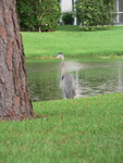 great heron