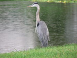 great heron