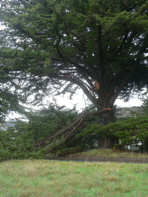 a tree fell last night