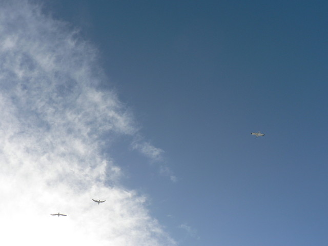 seagulls
(fast shutter practice)