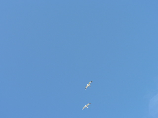 seagulls
(fast shutter practice)