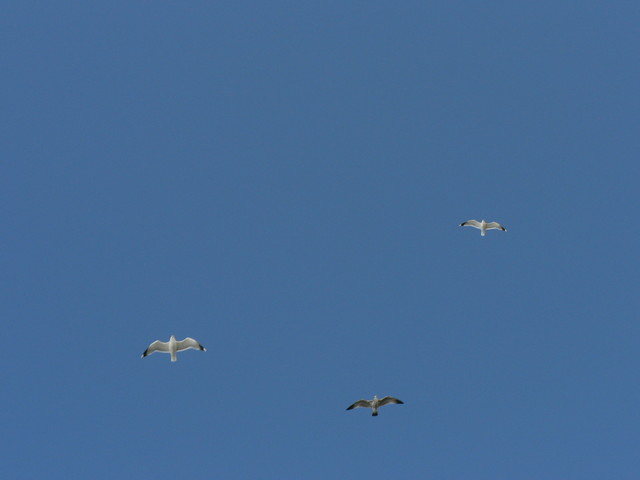 seagulls
(fast shutter practice)