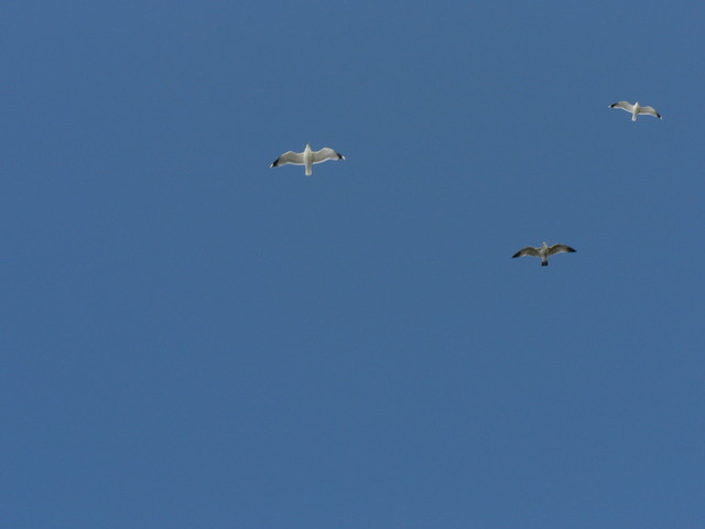 seagulls
(fast shutter practice)