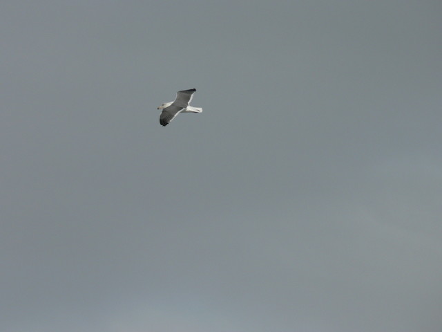 seagulls
(fast shutter practice)