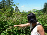 miles of Blackberry bramble